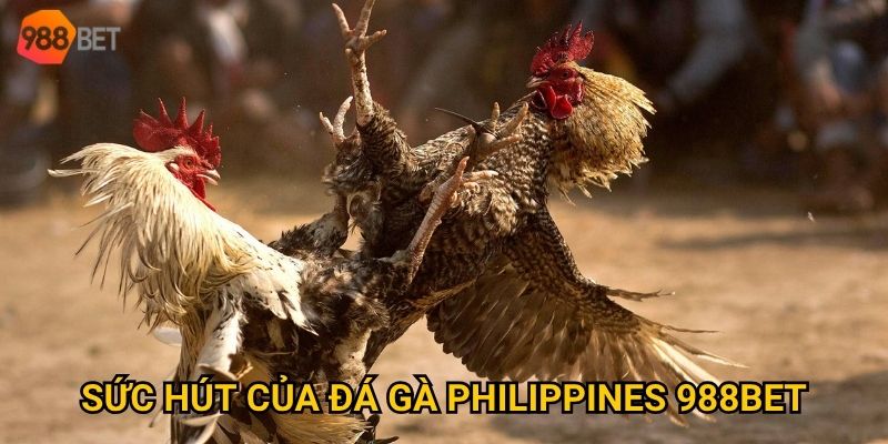 Sức hút của đá gà Philippines 988Bet