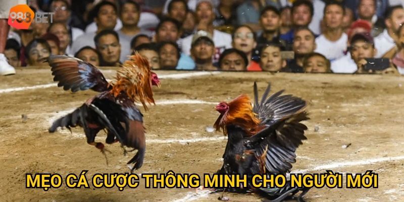 Mẹo cá cược thông minh cho người mới